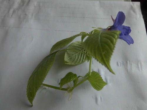 Impatiens namchabarwensis blue - impatiens,