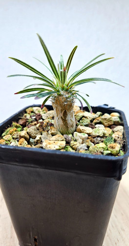 Pachypodium rosulatum ssp