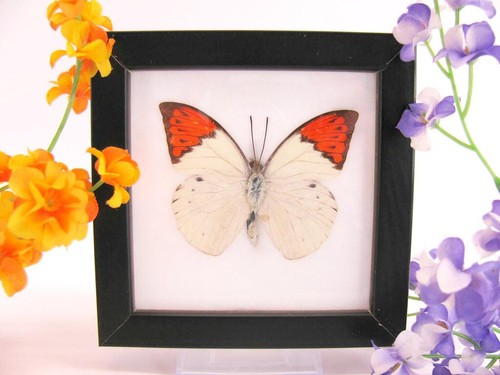 Great orange tip - orange,