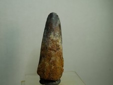 Spinosaurus Zahn, original Dinosaurier Zahn, 5,8cm / Dinosaur tooth, fossil