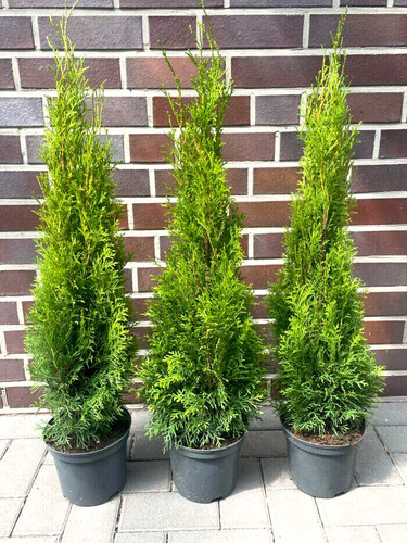 15st thuja smaragd - 15st.,