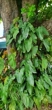 Philodendron red emerald - emerald, in