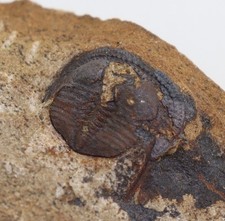 Trilobit, Deanaspis goldfussi