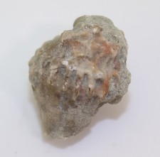 Crinoide, Calliocrinus costatus, Silur, Wenlock, Ireviken, Gotland, SWE -L453