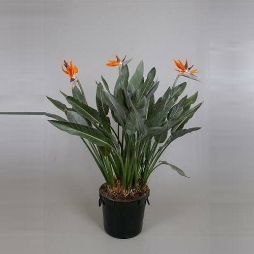 Strelitzia reginae