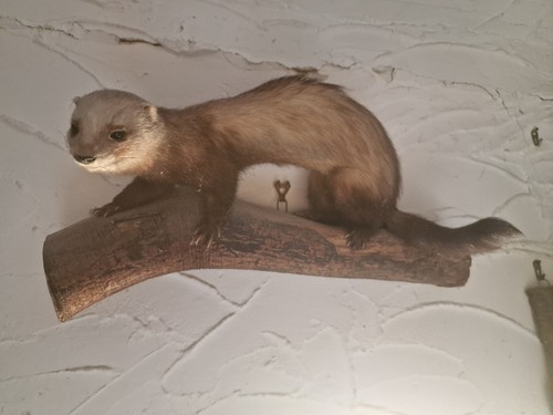 Tierpräparat marder cm - marder, 45