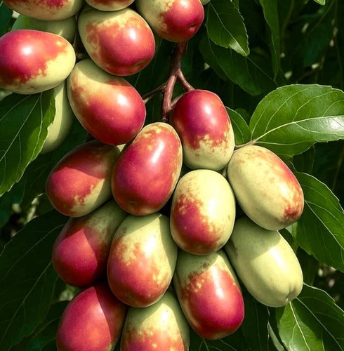 Ziziphus jujuba 120cm - jujuba, 80-120cm