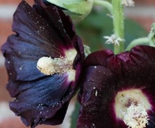200 Samen Schwarze MALVE *