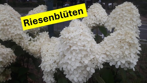 Hydrangea phantom l - phantom,