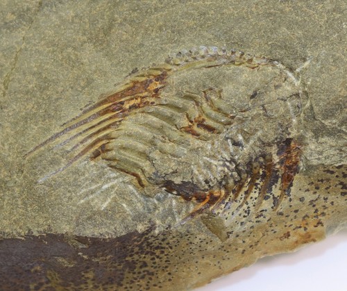 Trilobit kettneraspis - trilobit,,