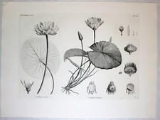 Kupferstich Lotus Nymphæa. Original vom Louvre. Gravur 1800. 76x56 cm engraving