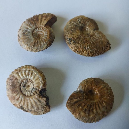 Amaltheus stokesi od - 4,