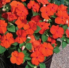 Bz1455es impatiens busy - bz1455es, lizzie