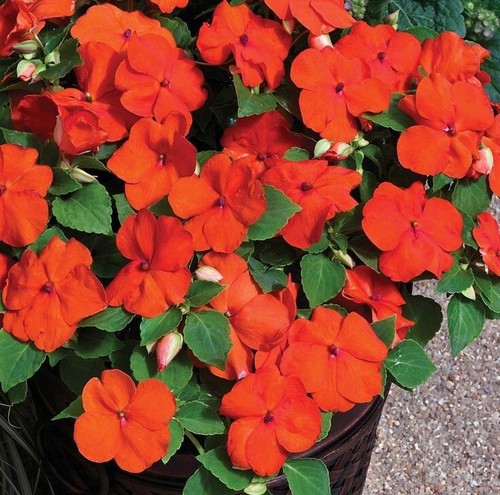 Bz1455es impatiens busy - bz1455es,
