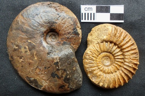 Fossilien ammonit jura lias - fossilien,