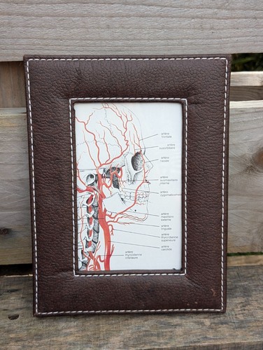 Anatomie kopf blutgefäße - anatomie,