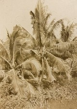 Asien, Indochina, Palmen