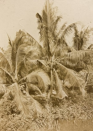 Asien indochina palmen - asien,, indochina,