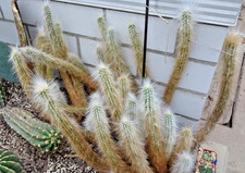 Kakteen – Kaktus – Oreoocereus hendriksenianus - schöner Steckling