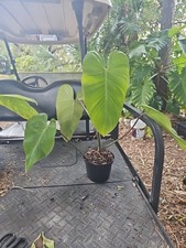 Large Matured Rooted Top