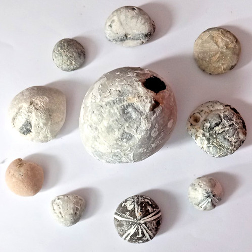 Seeigel fossilien - seeigel, 10