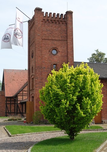 Goldulme ulme ulmus - goldulme,
