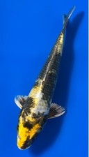 13 In Ki Showa Japanese Koi
