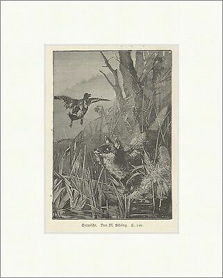 Entwischt lebling fuchs - entwischt,