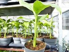 Bananenstaude Musa Basjoo 60 - 80 cm winterhart Staude japanische Faserbanane