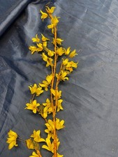 Forsythie Goldregen  gelb