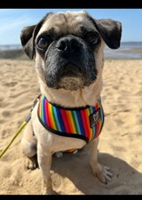 Fibi und Karl Softgeschirr Mops Bulldogge Pride Geschirr Gr L Hunde Halsband