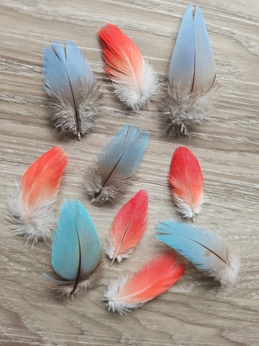 Stück vogelfeder - stück, 💙