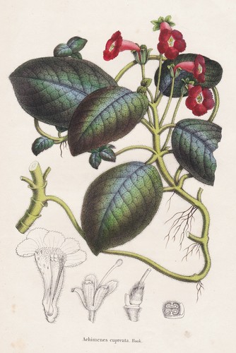 Achimenes south america - south,