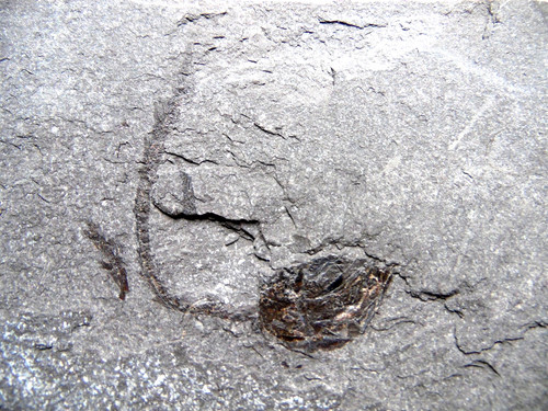 Fossilien versteinerungen - fossilien,