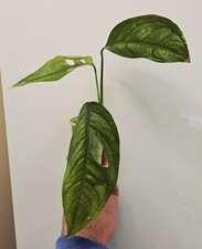 Monstera yasuni No.2