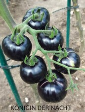 Tomatensamen "Königin der