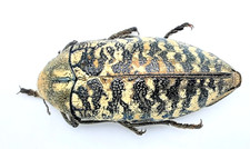 Buprestidae, Julodis