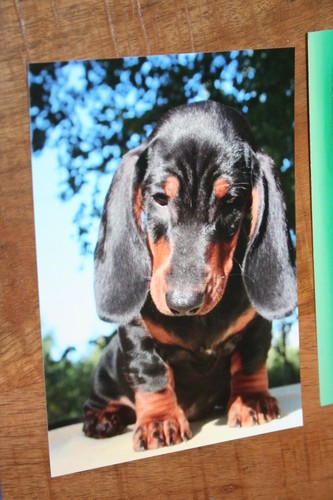 Hunde postkarte von poster xxl - von,