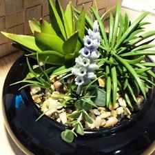 SCHALE STECKSCHALE schwarz glänzend D. 23cm mit Steinchen, Deko-Blumen, Geschenk