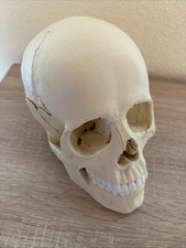 Schädel Modell für Osteopathie mit Magnet und Ersatzteile