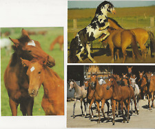 97/636 AK PFERDE - CRIOLLO - ARABISCHES VOLLBLUT + PFERDE-KUSCHELKURS 