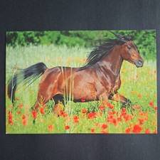 Pferdepostkarte AK Pferd Korsch Vollblut-Araber 07/2016