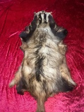 Großer Dachs / Dachsfell Echtfell Fell Pelz aus ?? für Deko....  1m lang