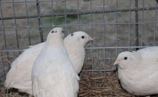 Texas Jumbo Mastwachtel 