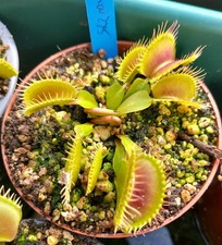 Dionaea muscipula antonov - dionaea,