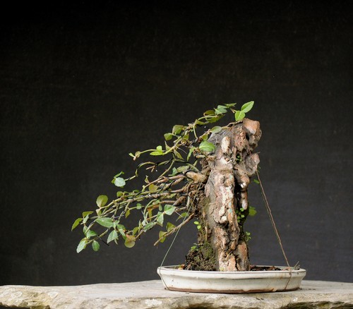 Bonsai outdoor winterhart