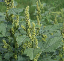 1000 Samen ZURÜCKGEKRÜMMTER FUCHSSCHWANZ oder AMARANTH Amaranthus retroflexus