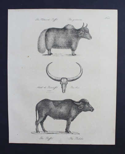 1816 büffel buffle - 1816, animal