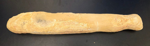 Fossiler fisch vermutl - fisch,
