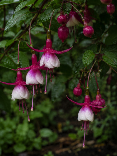 Sale2344 fuchsia campanella - fuchsia,
